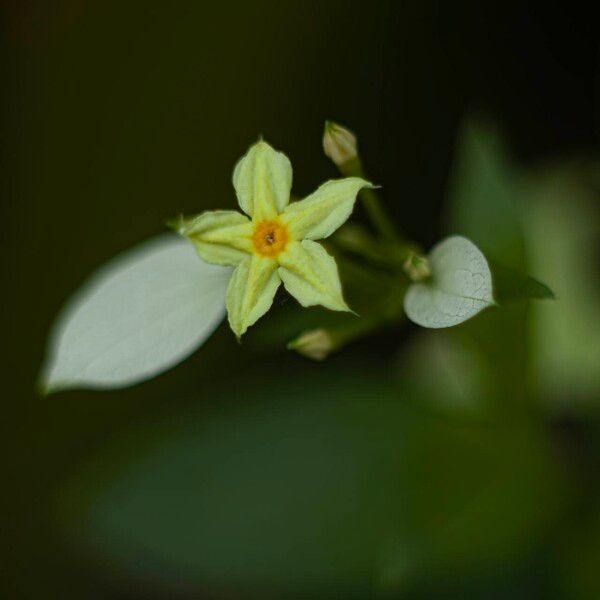 Pseudomussaenda flava Flower