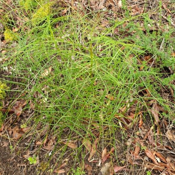 Sonchus leptocephalus Lapas