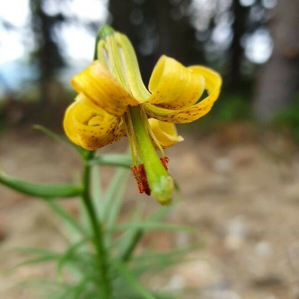 Lilium pyrenaicum Kukka