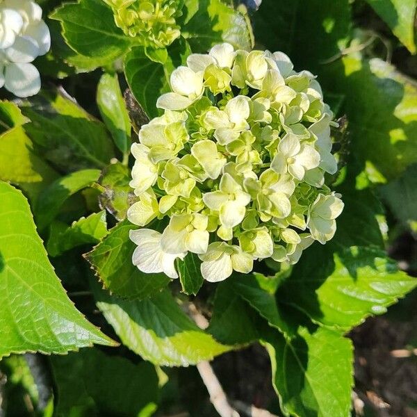 Hydrangea macrophylla Floare