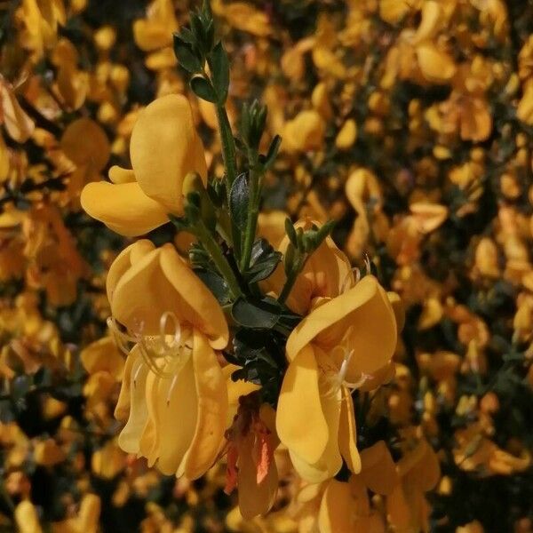 Cytisus oromediterraneus Virág
