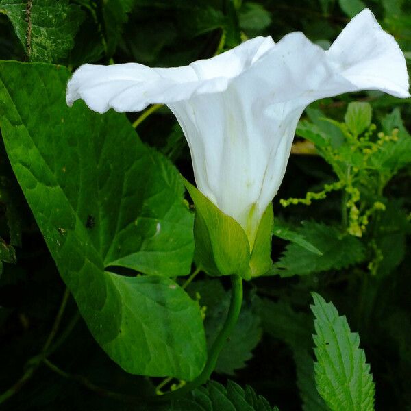 Calystegia silvatica 花