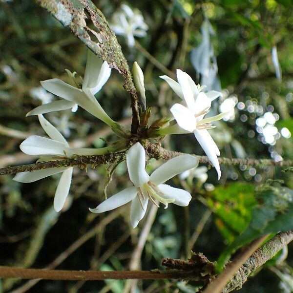 Aulacocalyx jasminiflora Fiore