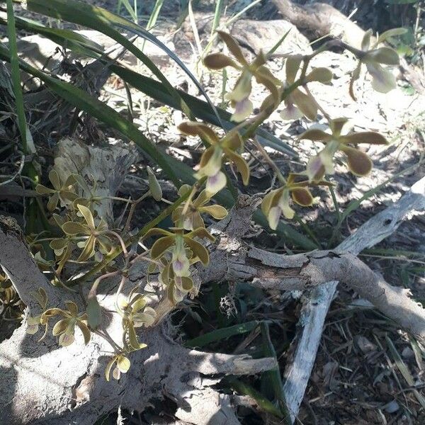 Encyclia tampensis Fleur