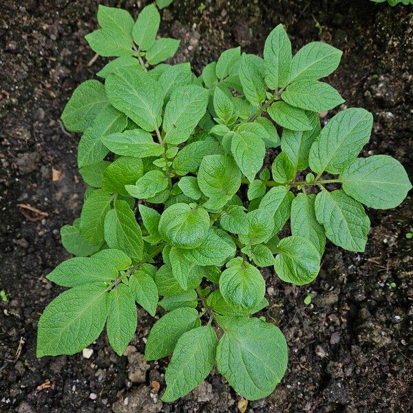 Solanum tuberosum पत्ता