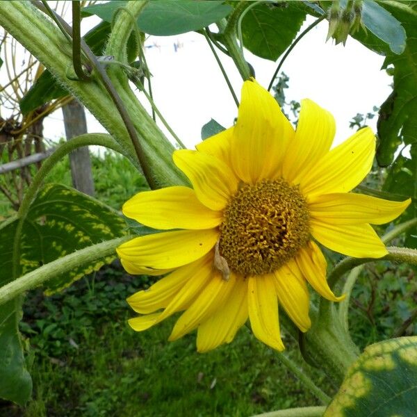 Helianthus annuus Blomst