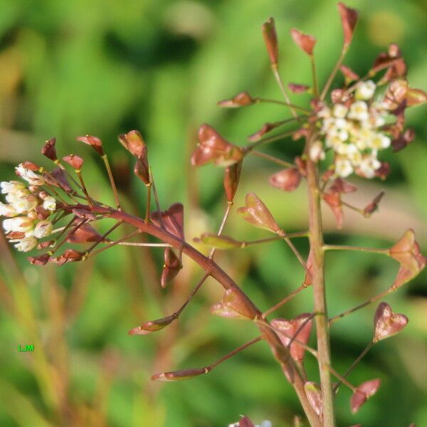 Capsella rubella Bloem