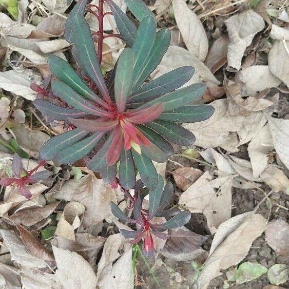 Euphorbia amygdaloides 葉