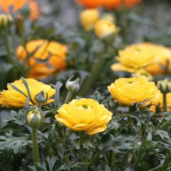 Ranunculus asiaticus Celota