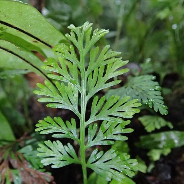 Asplenium theciferum Лист