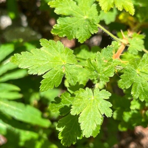 Ribes montigenum Лист