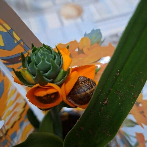 Ornithogalum dubium Flors