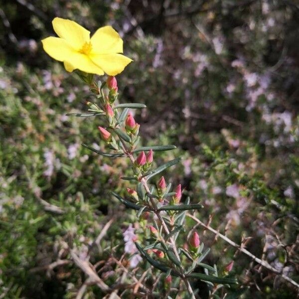 Cistus calycinus फूल