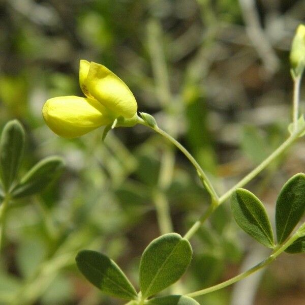 Baptisia lecontei Цвят