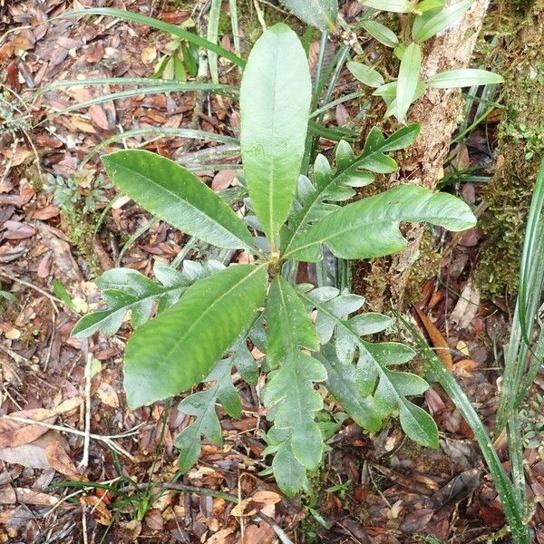 Apiopetalum glabratum Foglia