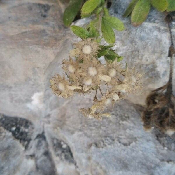 Potentilla caulescens Λουλούδι