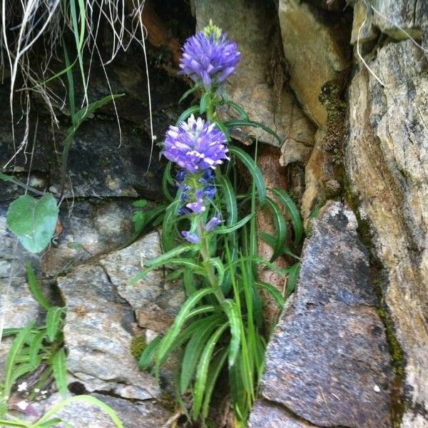 Campanula spicata Flower