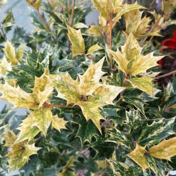 Osmanthus heterophyllus 葉