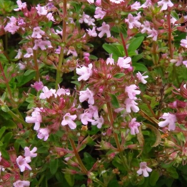 Thymus pulegioides Flor