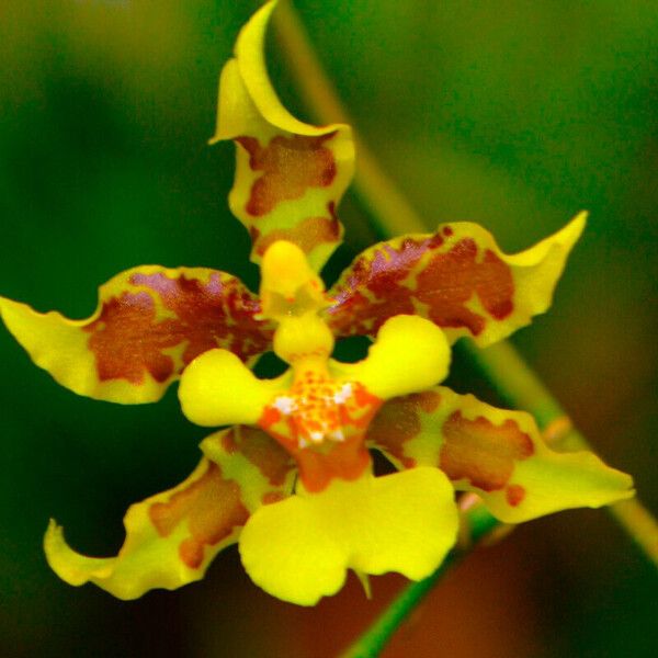 Oncidium sphacelatum Çiçek