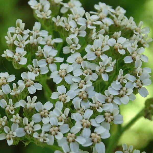 Achillea ligustica Квітка