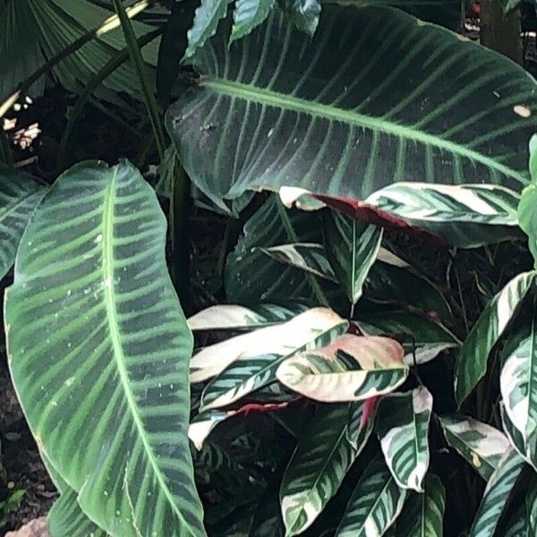 Calathea zebrina برگ