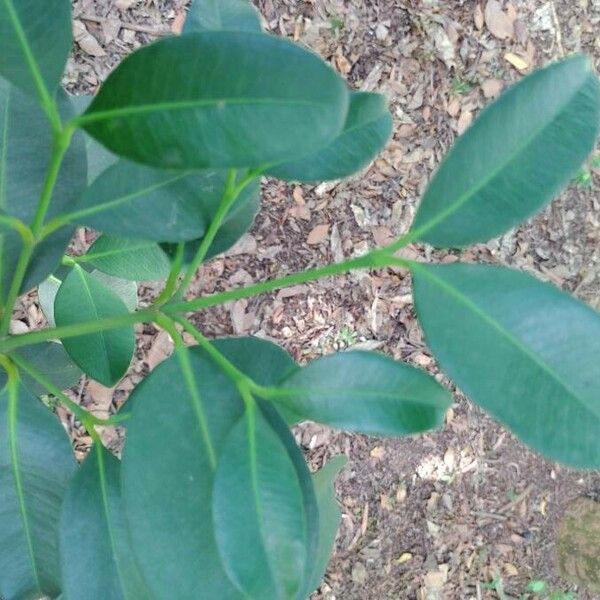 Garcinia gardneriana Blad