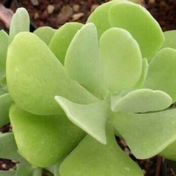 Sedum alexanderi Feuille