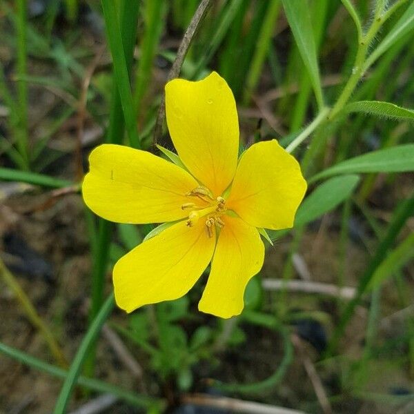 Ludwigia grandiflora Çiçek