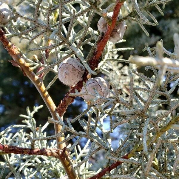 Cupressus arizonica Fruit