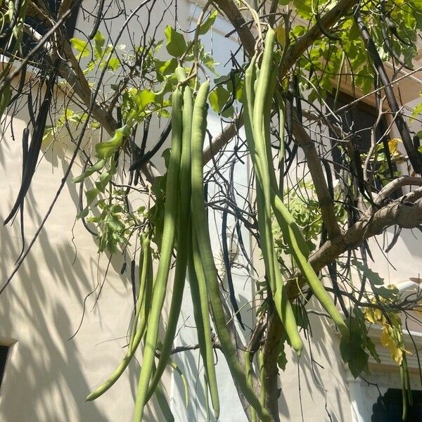 Moringa oleifera Fruit