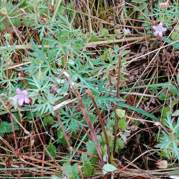 Geranium columbinum Vivejo