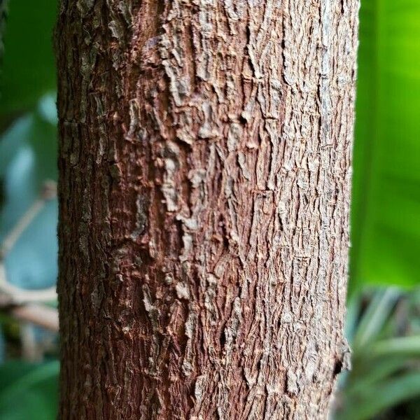 Calliandra haematocephala Bark