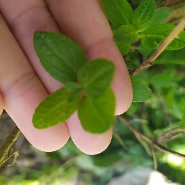 Salvia microphylla Leaf