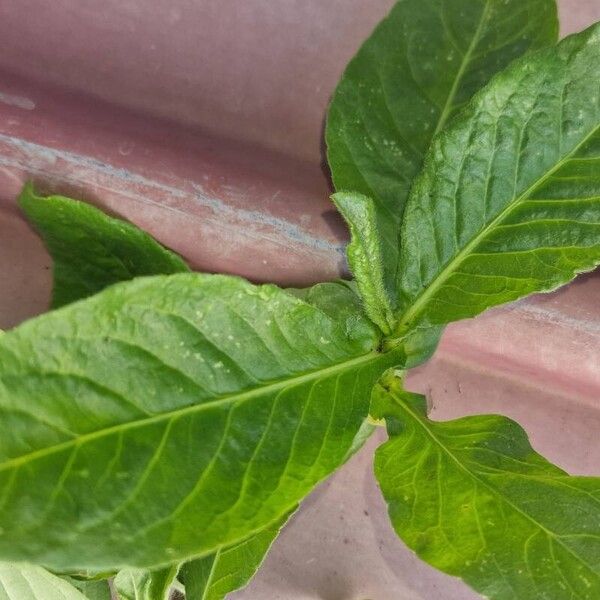 Pseudelephantopus spicatus Blatt