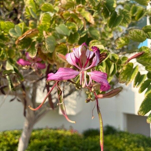 Bauhinia purpurea Fiore