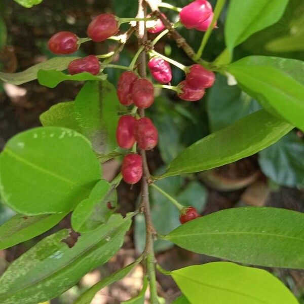 Erythroxylum coca Leaf