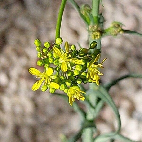 Isatis tinctoria Květ