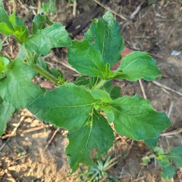 Acanthospermum hispidum Frunză