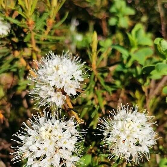 Ledum palustre Lorea