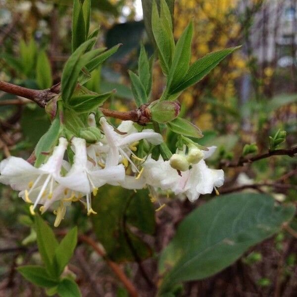 Lonicera fragrantissima Blomst