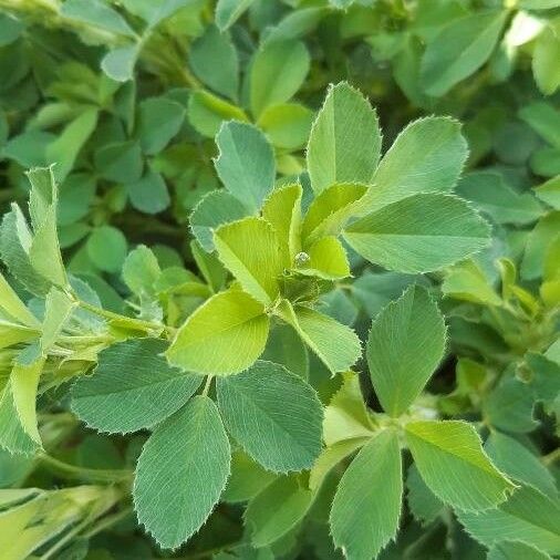 Medicago sativa 叶