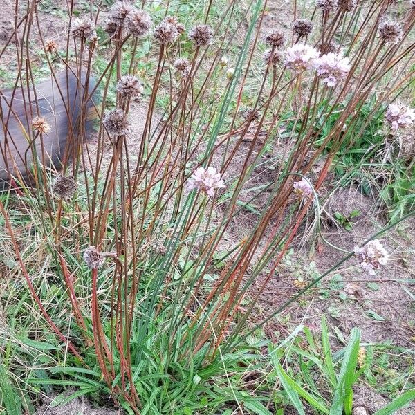 Armeria arenaria Habit