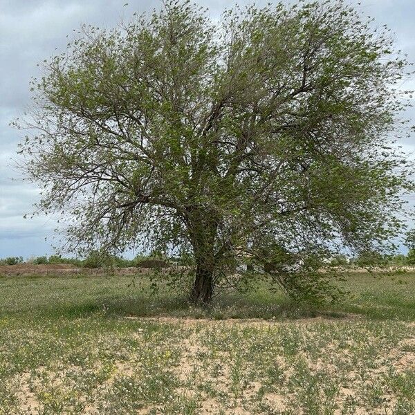 Ulmus pumila অভ্যাস