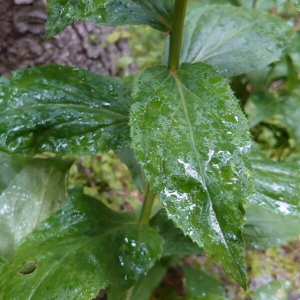 Digitalis lutea Blad