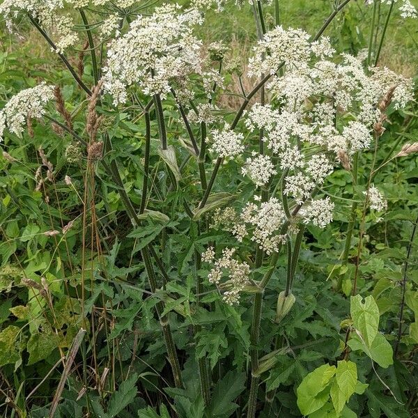 Heracleum sphondylium Natur