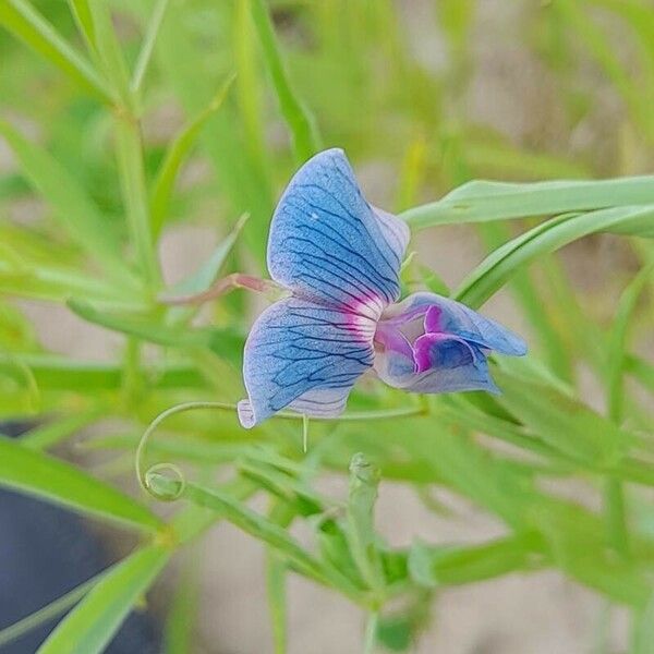 Lathyrus sativus Kukka