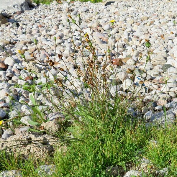 Crepis commutata ശീലം