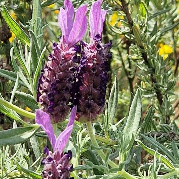 Lavandula stoechas Blüte