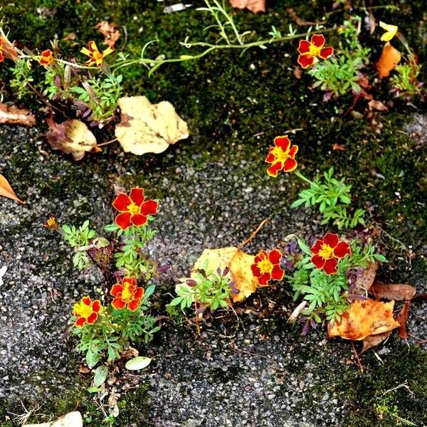 Tagetes tenuifolia Staniste